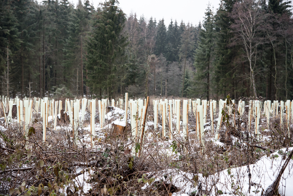 Datafox Spendenaktion 2020 - Aufforstungsprojekt Geisaer Wald